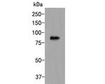 CDT1 Polyclonal Antibody