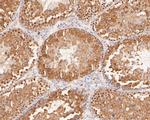 KPTN Antibody in Immunohistochemistry (Paraffin) (IHC (P))