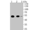 KPTN Antibody in Western Blot (WB)