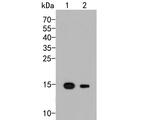 GOLGA7 Antibody in Western Blot (WB)