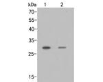 SIX2 Polyclonal Antibody