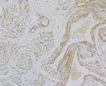 Smoothelin Polyclonal Antibody