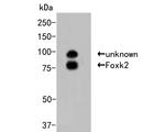 ILF1 Antibody in Western Blot (WB)