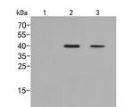 Phospho-p38 MAPK (Thr180) Polyclonal Antibody