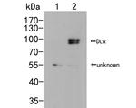 Pan Dux Polyclonal Antibody