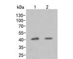 MVK Polyclonal Antibody