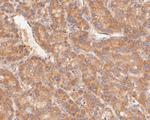 KAP3 Polyclonal Antibody