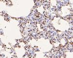 NAT13 Antibody in Immunohistochemistry (Paraffin) (IHC (P))