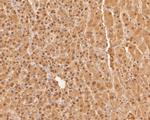 PSMA7 Polyclonal Antibody