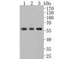 NLK Antibody in Western Blot (WB)
