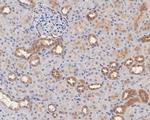 ASNA1 Antibody in Immunohistochemistry (Paraffin) (IHC (P))
