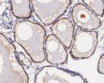 ASNA1 Antibody in Immunohistochemistry (Paraffin) (IHC (P))