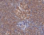 ASNA1 Antibody in Immunohistochemistry (Paraffin) (IHC (P))