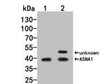 ASNA1 Antibody in Western Blot (WB)