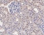 MEOX2 Polyclonal Antibody