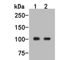 PDE2A Polyclonal Antibody