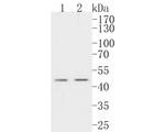 GDF1 Antibody in Western Blot (WB)