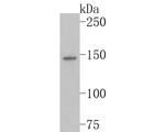 CDH10 Antibody in Western Blot (WB)