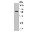 CDH10 Polyclonal Antibody