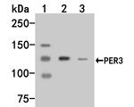 PER3 Antibody in Western Blot (WB)