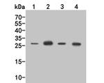 CD69 Antibody in Western Blot (WB)