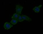 RALA Polyclonal Antibody
