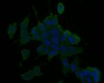 RALA Antibody in Immunocytochemistry (ICC/IF)