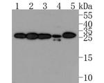 RALA Antibody in Western Blot (WB)