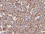 HOXA9 Antibody in Immunohistochemistry (Paraffin) (IHC (P))