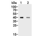 HOXA9 Antibody in Western Blot (WB)