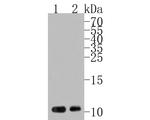 PROK1 Polyclonal Antibody