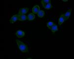 HSD3B1 Antibody in Immunocytochemistry (ICC/IF)