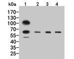 GABRG1 Polyclonal Antibody