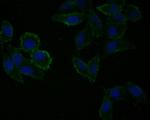 PER1 Polyclonal Antibody