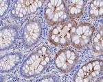 CEACAM8 Antibody in Immunohistochemistry (Paraffin) (IHC (P))