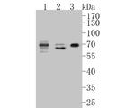 CEACAM8 Antibody in Western Blot (WB)