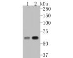 PPP3CC Antibody in Western Blot (WB)