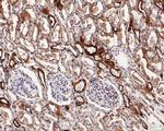TRAP alpha Antibody in Immunohistochemistry (Paraffin) (IHC (P))