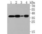 TRAP alpha Antibody in Western Blot (WB)
