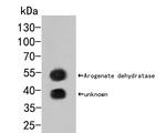 Arogenate Dehydratase Antibody in Western Blot (WB)