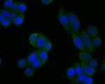 JNK2 Antibody in Immunocytochemistry (ICC/IF)