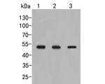 GXYLT1 Antibody in Western Blot (WB)