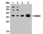 GNB3 Antibody in Western Blot (WB)