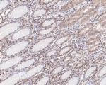 PP1 gamma Antibody in Immunohistochemistry (Paraffin) (IHC (P))