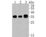 PP1 gamma Antibody in Western Blot (WB)