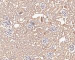 Wnt16 Antibody in Immunohistochemistry (Paraffin) (IHC (P))