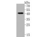 Wnt16 Antibody in Western Blot (WB)