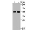 Wnt16 Antibody in Western Blot (WB)