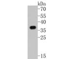 XRCC2 Antibody in Western Blot (WB)