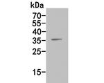 XRCC2 Antibody in Western Blot (WB)